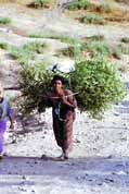 So this is the way how to carry a tree. Lalibela. Ethiopia.