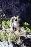 Gelada baboon. Simien mountains. North,  Ethiopia.