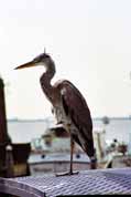 Bird near sea coast at Voledam. Netherlands.