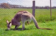 Kangaroo. Australia.