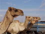 Camel market near Cairo. Egypt.