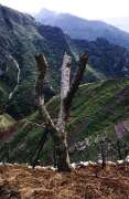 Farming fields. South part of Baliem Valley. Papua, Indonesia.