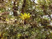 Cloudy forest. Cerro De la Muerte. Costa Rica.