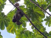 Sloth. National park Manuel Antonio. Costa Rica.