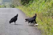 Vultures eating carcase. Costa Rica.