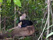 White-faced capuchin monkey. National park Manuel Antonio. Costa Rica.