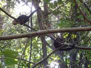 White-faced capuchin monkey. National park Manuel Antonio. Costa Rica.