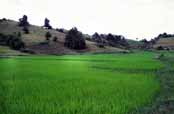 Rice field. Area around Kalaw village. Myanmar (Burma).