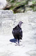 Vulture, Tikal. Guatemala.
