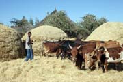 Grain preparation, south of Addis Abbeba. South, Ethiopia.