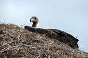Young Vulture on the roof of the house, south of Addis Abbeba. South, Ethiopia.