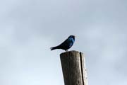 Blue Starling. South, Ethiopia.