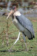 Marabou stork (Leptoptilos crumeniferus), Ziway lake. Ethiopia.