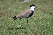Spur-winged Lapwing (Vanellus spinosus), Ziway lake. Ethiopia.