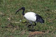 Sacred Ibis (Threskiornis aethiopicus), Ziway lake. Ethiopia.