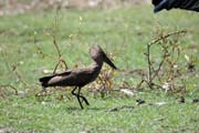Hamerkop (Scopus umbretta), Ziway lake. Ethiopia.