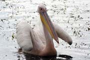 Pink-backed Pelican (Pelecanus rufescens), Shala lake. South,  Ethiopia.