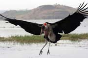 Marabou stork (Leptoptilos crumeniferus), Awasa lake. Ethiopia.
