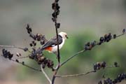White-headed Buffalo-Weaver (Dinemellia dinemelli). Ethiopia.