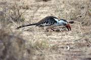 Redbilled Hornbill (Tockus erythrorhynchus), around Jinka. Ethiopia.