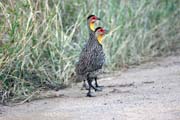 Yellow-necked Spurfowl (Francolinus leucoscepus). Ethiopia.