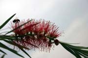 Bottlebrush flower, around Turmi. Ethiopia.