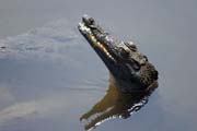 Crocodile, Arba Minch. South,  Ethiopia.