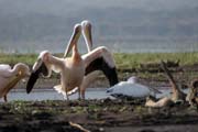 Pink-backed Pelicans (Pelecanus rufescens), Arba Minch. South, Ethiopia.