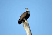 Hooded Vulture (Necrosyrtes monachus), Arba Minch area. South, Ethiopia.