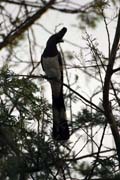 White-bellied Go-away-bird (Corythaixoides leucogaster), Arba Minch area. Ethiopia.