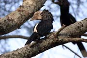 Silvery-cheeked Hornbill (Ceratogymna brevis), Arba Minch area. South,  Ethiopia.