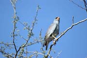 Pale Chanting Goshawk (Melierax poliopterus), Arba Minch area. Ethiopia.