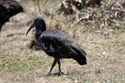 Ibis, Bale Mountain National Park. Ethiopia.