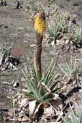 Flower red-hot poker. Bale Mountain National Park. Ethiopia.