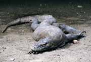 Komodo dragon at Rinca island. Nusa Tenggara, Indonesia.