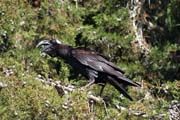 Thick-billed raven (Corvus crassirostris). Bale Mountain National Park. Ethiopia.