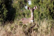 Mountain nyala. Bale Mountain National Park. Ethiopia.