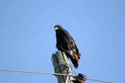 Brown Snake Eagle (Circaetus cinereus). South,  Ethiopia.