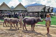 Main weekly market at Rantepao, Tana Toraja area. Sulawesi, Indonesia.