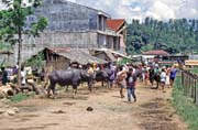 Main weekly market at Rantepao, Tana Toraja area. Sulawesi, Indonesia.