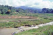Ricefield, Mamasa valley, Tana Toraja area. Sulawesi, Indonesia.
