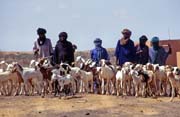 Cattle market at Dj�bok village. Mali.