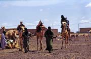Cattle market at Dj�bok village. Mali.