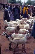Goats selling, Djenn� city. Mali.