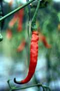 Chilli field near Bukittinggi. Indonesia.
