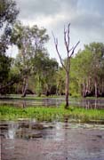 Yellow Water river. Kakadu National park. Australia.