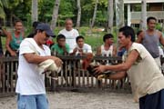 Cockfighting preparation. The owners starts to prepare the cocks for the fighting. The last minutes to bet on the winner. Malapascua. Philippines.