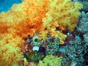 Diving around Bangka island, Sahaung dive site. Sulawesi, Indonesia.