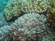 Diving around Bangka island, Sahaung dive site. Sulawesi,  Indonesia.