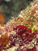 Diving around Bunaken island, Lekuan I dive site. Sulawesi, Indonesia.
